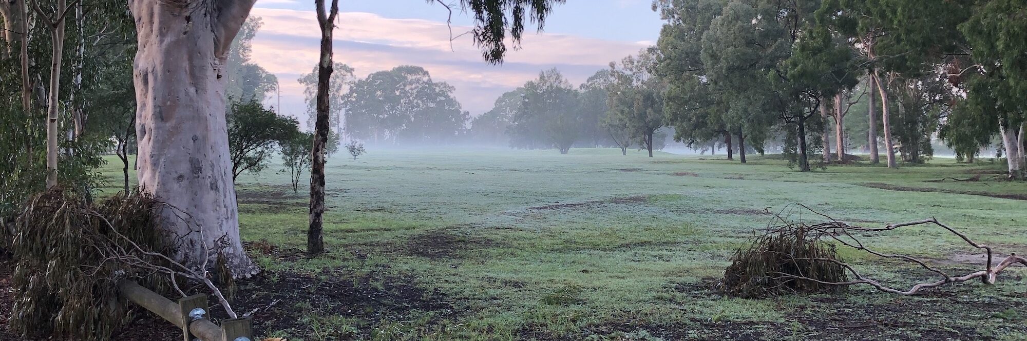 An early morning field in Parramatta Park covered in a light mist